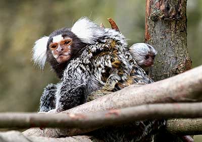 Aachener Zoo Aachener-zoo-Weissbueschelaeffchen-001